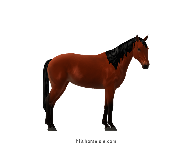 Brazilian Sport Horse Red Bay Coat